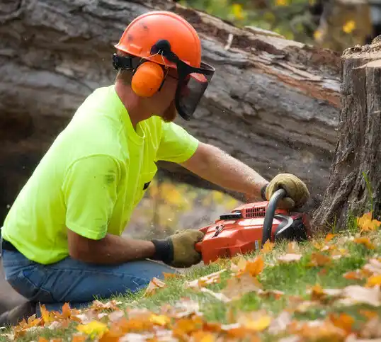 tree services Barnegat Light